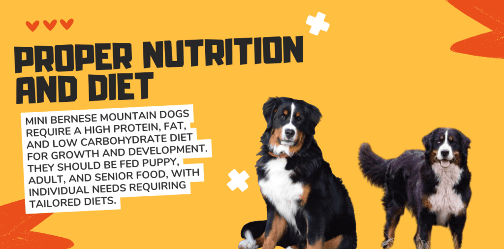 Proper Nutrition and Diet Mini Bernese Mountain Dogs