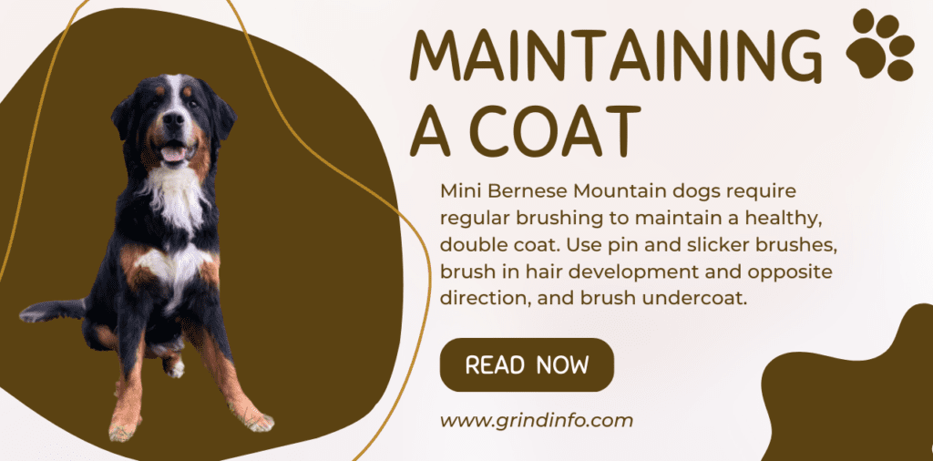 Maintaining A Coat  of   Mini Bernese Mountain Dog