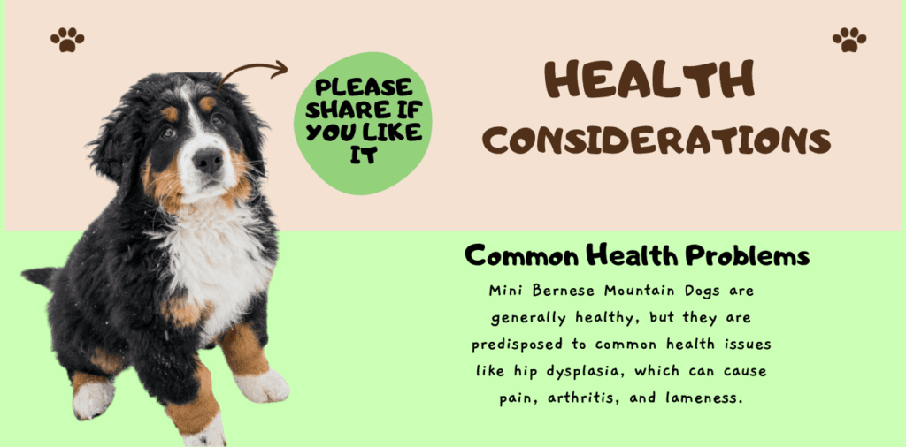 Health Considerations  of Mini Bernese Mountain Dog