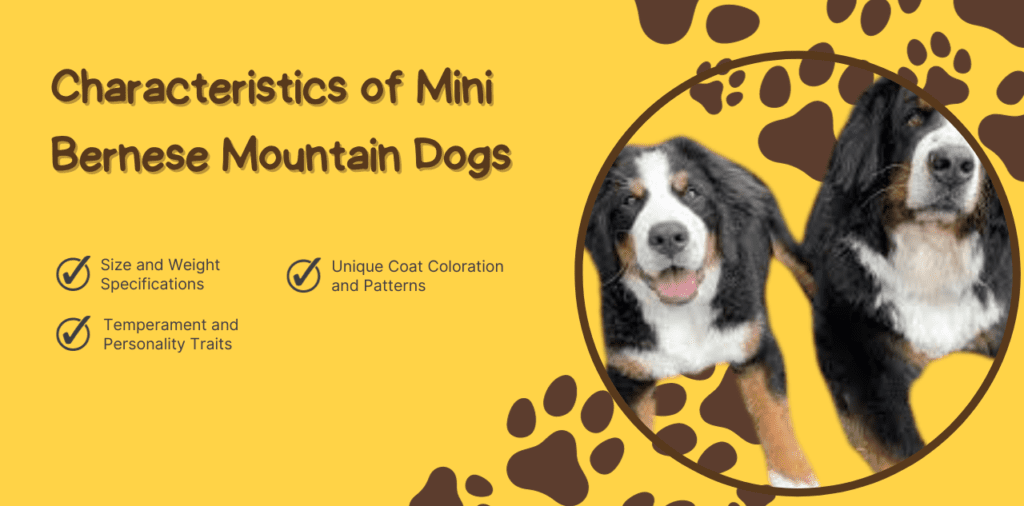   Characteristics of Mini Bernese Mountain Dogs