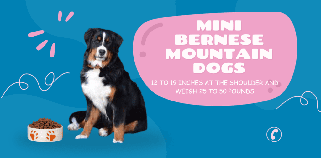 Mini Bernese Mountain Dog brief view